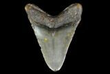 Fossil Megalodon Tooth - North Carolina #130028-2